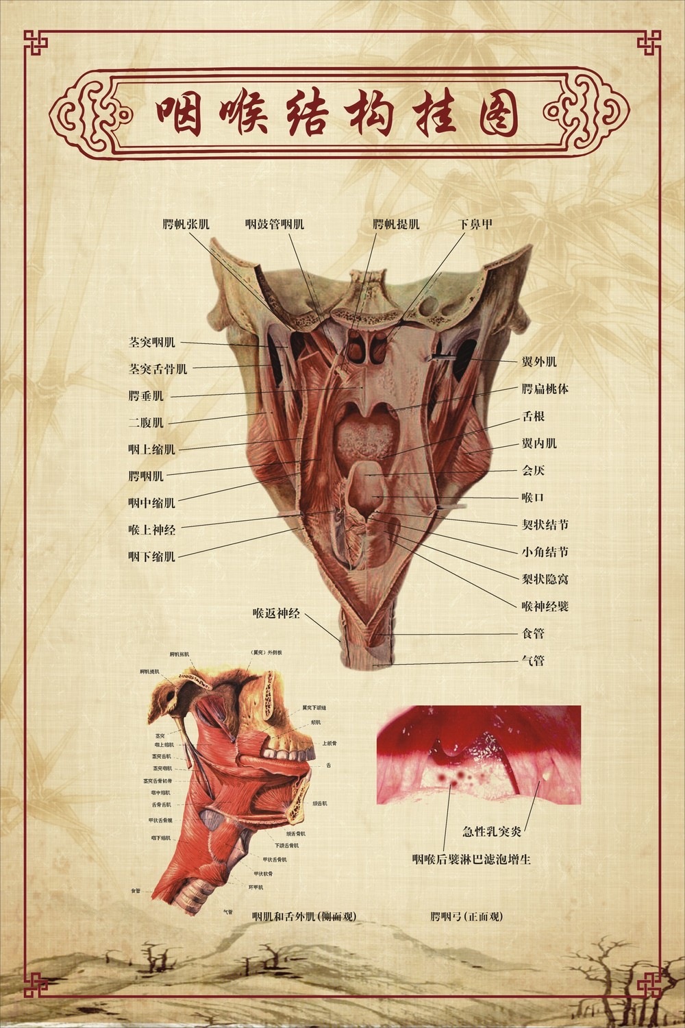 咽喉图片结构图 咽喉与食道示意图_正常人的咽喉实拍图